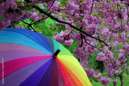 umbrella in the sakura garden