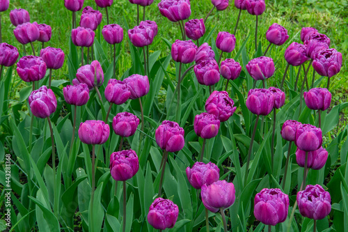 Pink and lilac color Double Late Tulips (Tulipa)