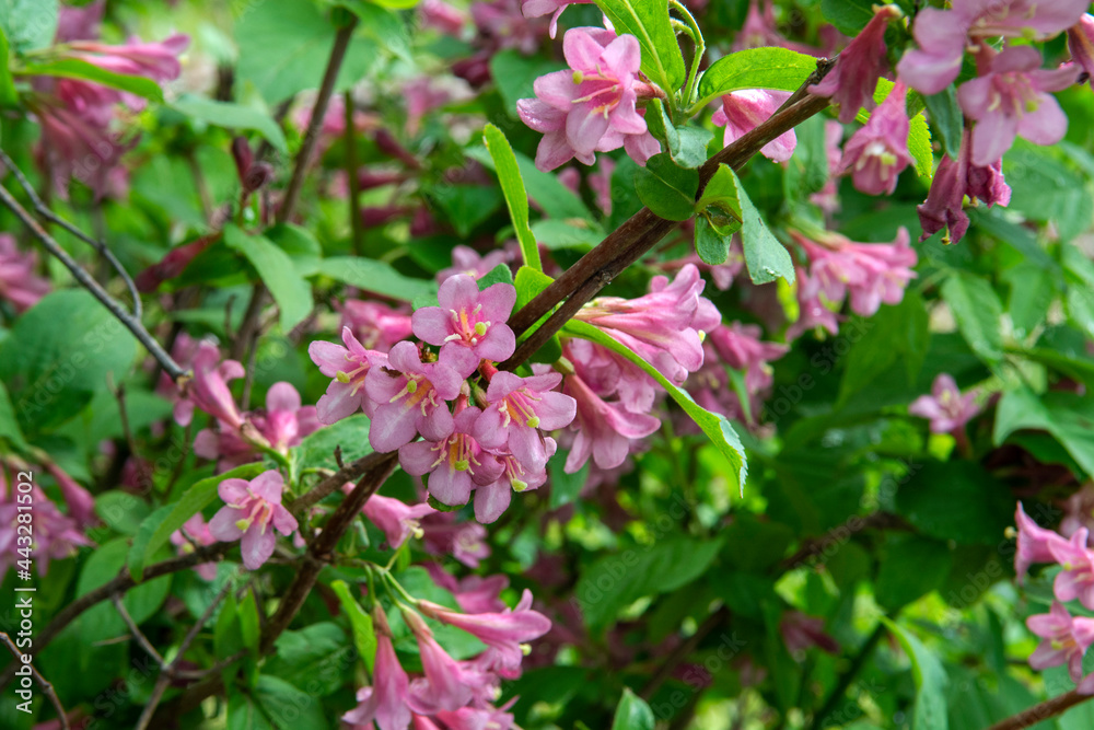 pink flowers of Weigela pink flowers of Weigela