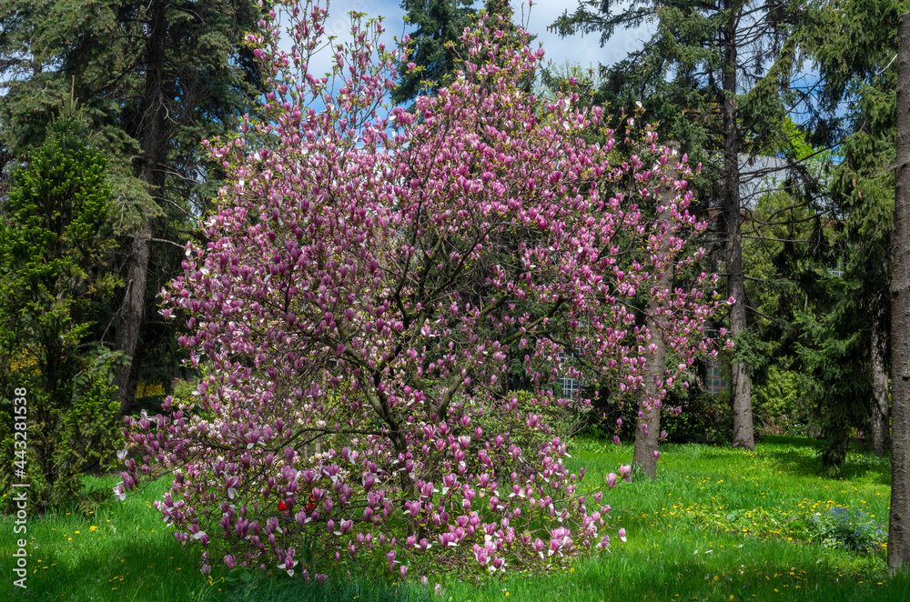 magnolia tree blossoms