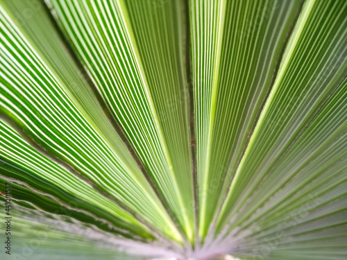 Selective focus texture of green palm leaf. Palm tree leaf surface. Natural background with copy space.