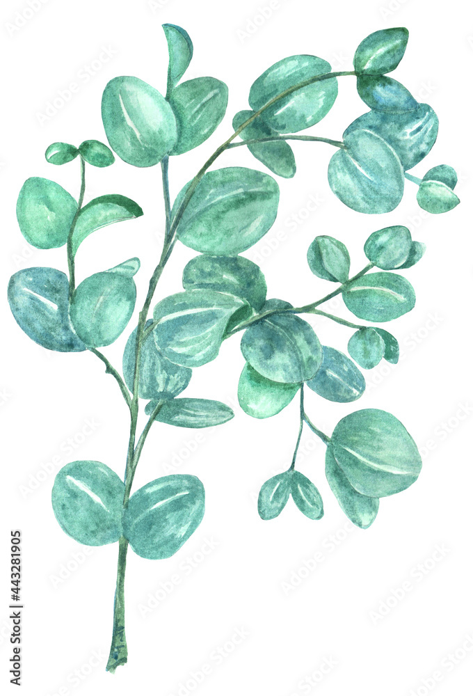 Fototapeta premium Hand painted watercolor illustration of eucalyptus branches, leaves. Illustration for design, print, fabric or background, design of invitation, wedding or greeting cards.
