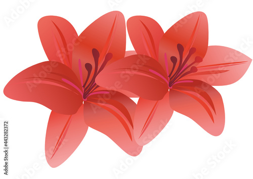 red lily