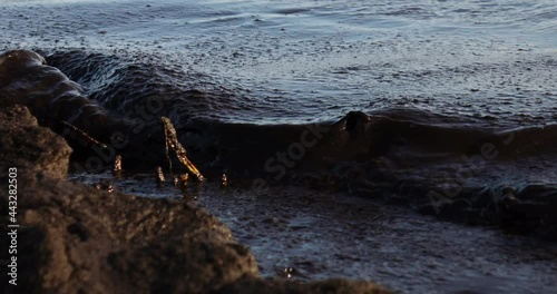 Oil pollution near the sea coast.Ecology. Environmental pollution. Dirty sea, an environmental problem of environmental pollution. Swimming is prohibited photo