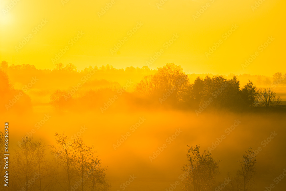 Sunlight shining through mist and trees during a summer sunrise. Summertime scenery of Northern Europe. Sunlight shining through mist and trees during a summer sunrise. Summertime scenery of Northern Europe.