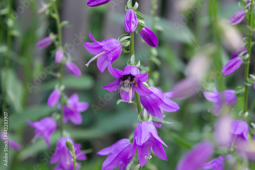 A bee on a purple campanula flower. Close-up