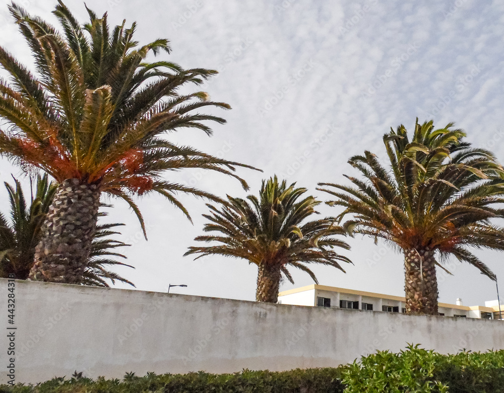 Palmtrees in Sagres, Portugal