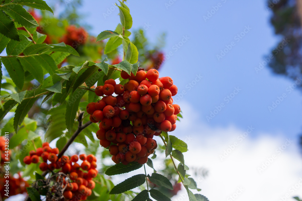 Fototapeta premium Rowan berries on the background of a blue sky with clouds