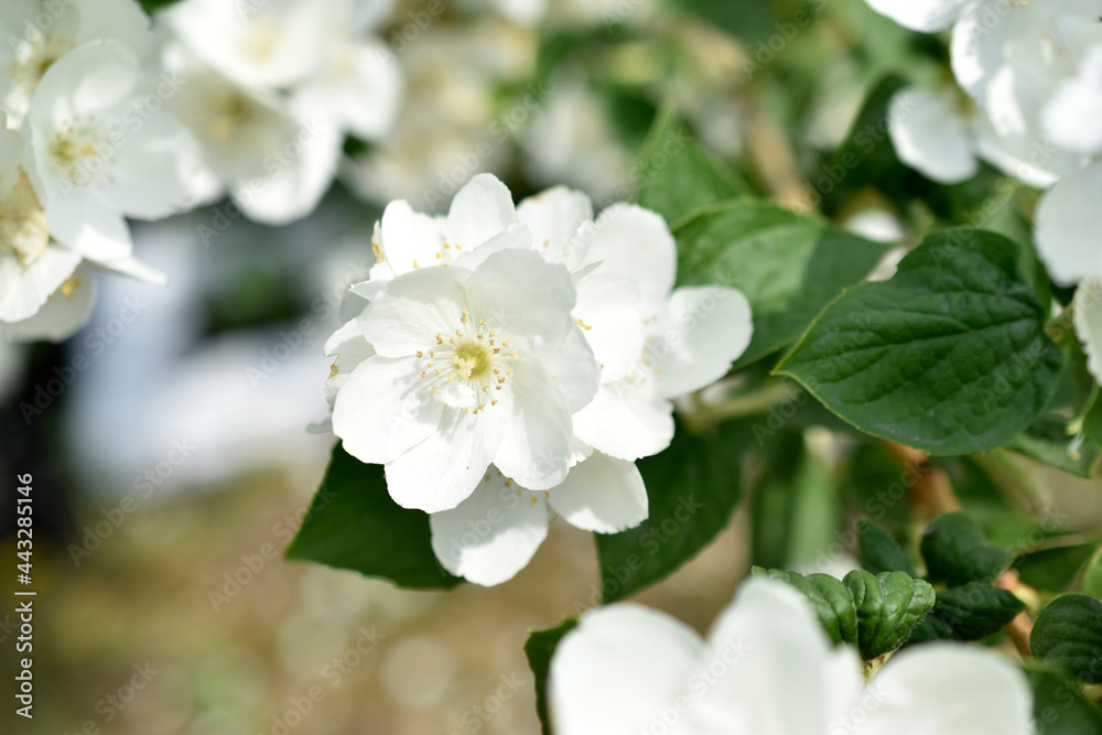 White flowers of the Chubushnik lat. Philadélphus is a genus of shrubs in the Hydrangea family Hydrangeaceae. White flowers of the Chubushnik lat. Philadélphus is a genus of shrubs in the Hydrangea family Hydrangeaceae.