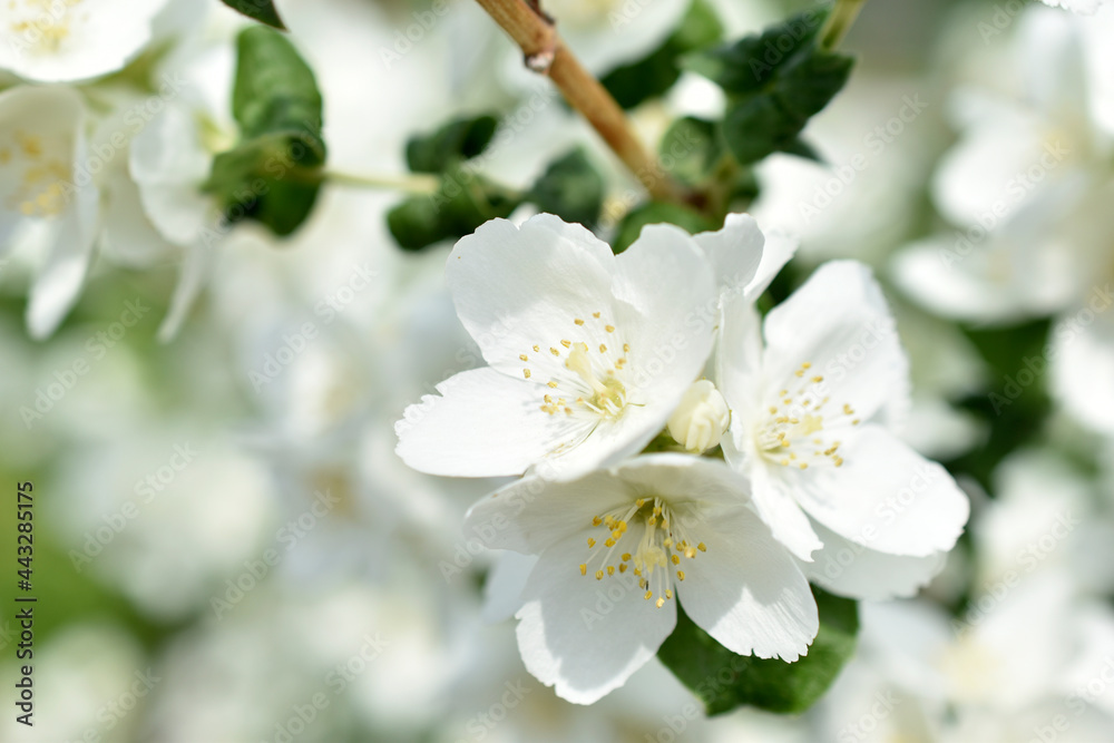 White flowers of the Chubushnik lat. Philadélphus is a genus of shrubs in the Hydrangea family Hydrangeaceae.