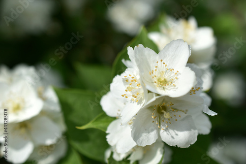 White flowers of the Chubushnik lat. Philadélphus is a genus of shrubs in the Hydrangea family Hydrangeaceae. © Lushchikov Valeriy