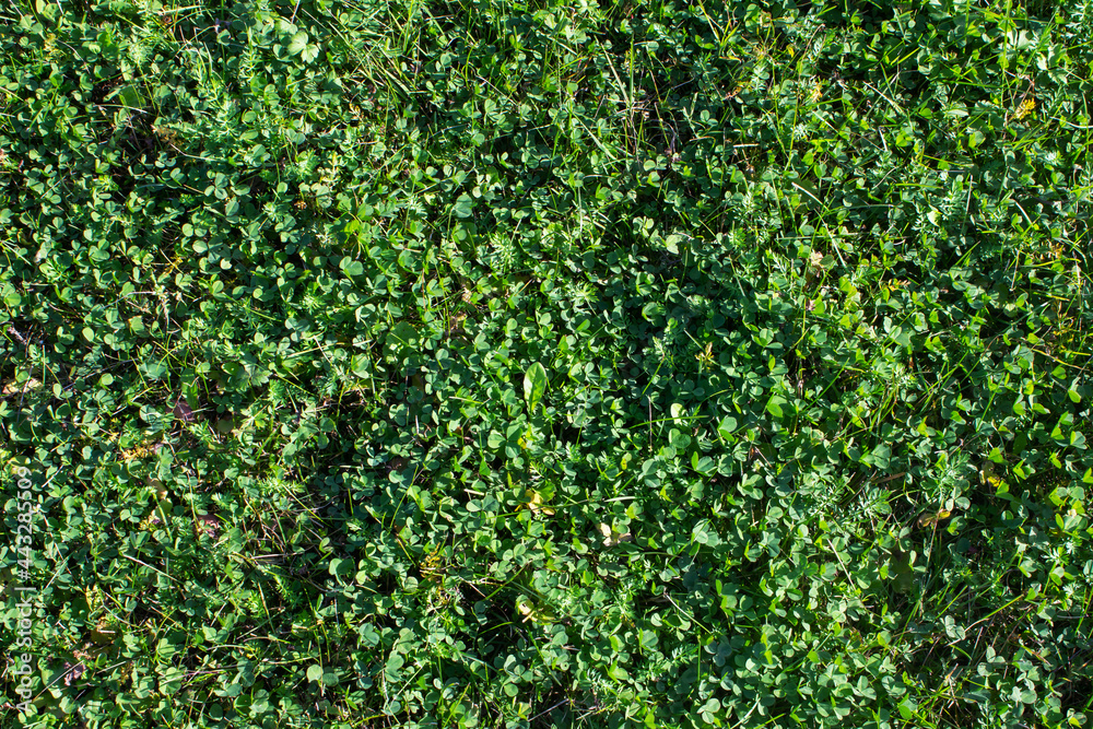 Background of green flowers of four-leaf clover. Clover that brings good luck