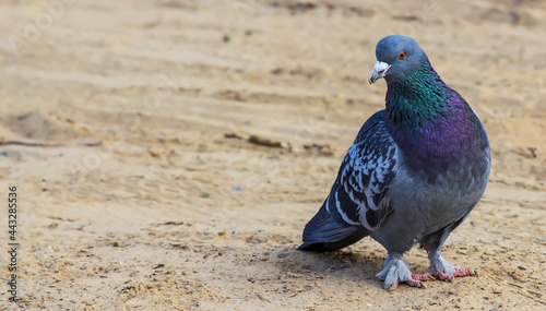 Gray city pigeon on the background of sand