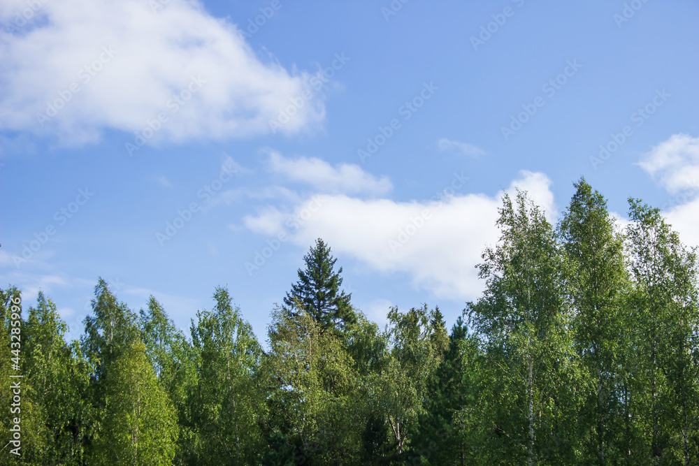 Forest on the background of a blue sky with clouds. Summer landscape