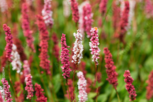 Flowering knotweed Persicaria amplexicaulis firetail in the morning light