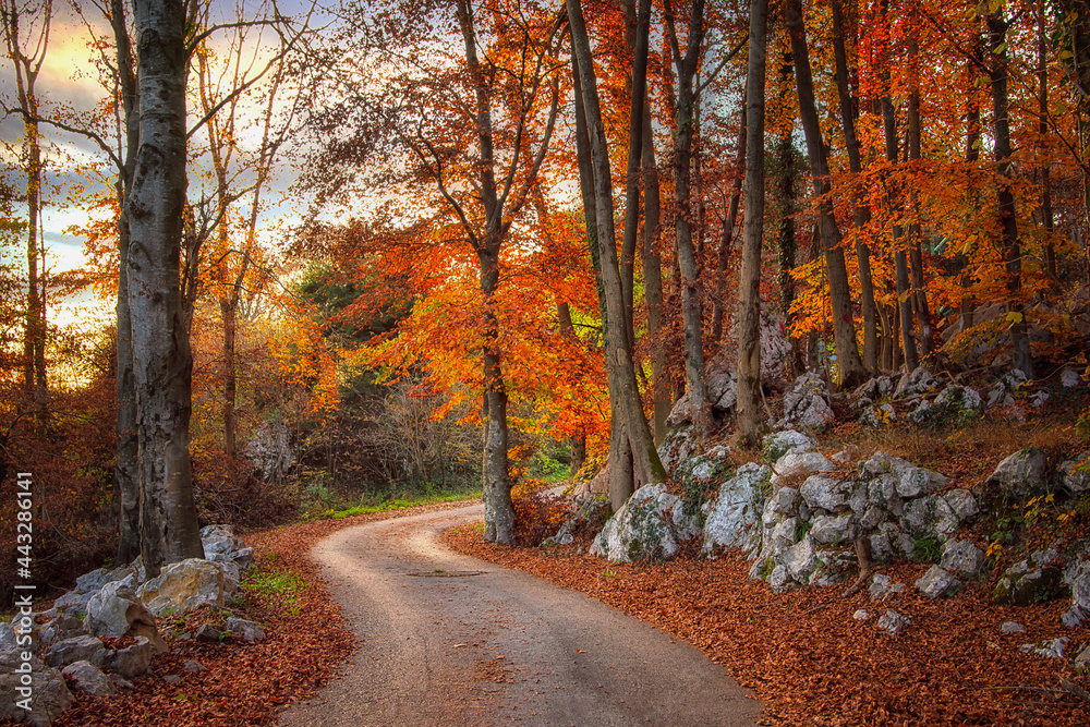 Fototapeta premium Autunno