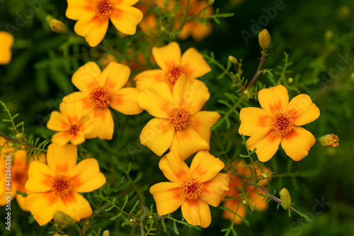 Tagetes tenuifolia signet golden marigold flowers in summer garden