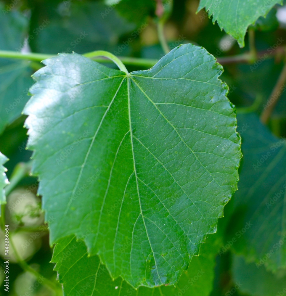 A close view of the bright green leaf on the branch. A close view of the bright green leaf on the branch.