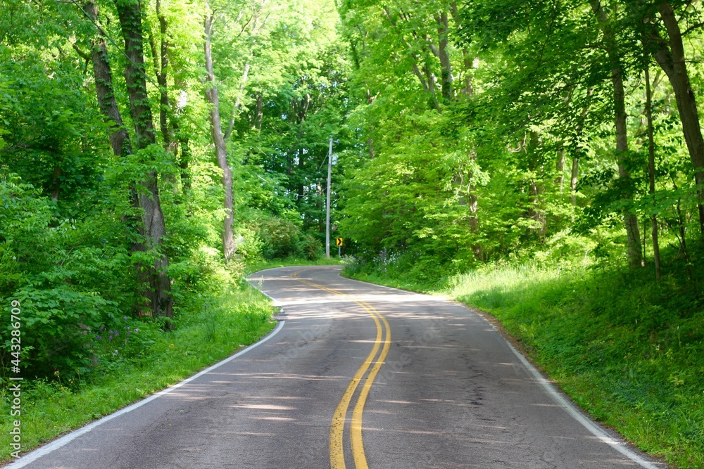 The empty road in the woods on a summer day. The empty road in the woods on a summer day.