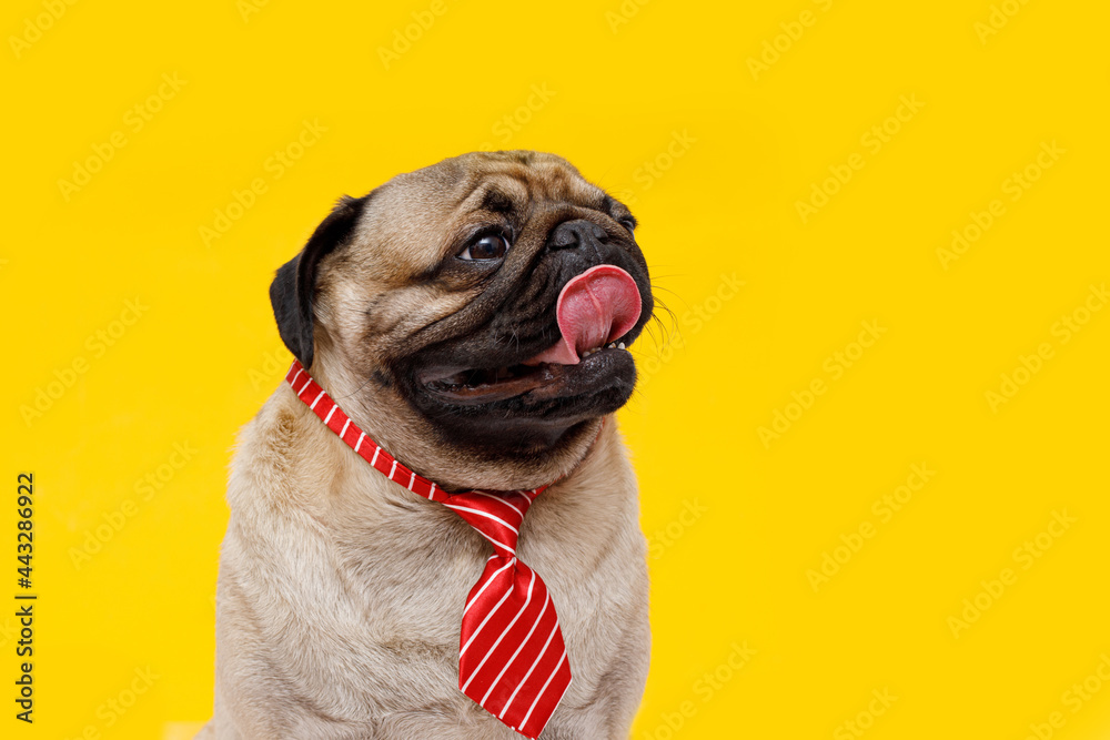 Portrait of happy dog of the pug breed office worker in a red tie. Yellow background. Free space for text.