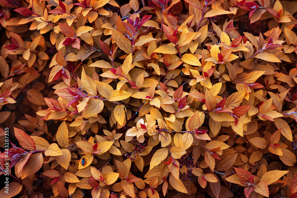 Macro texture of beautiful leaves tinted in orange and yellow colors. Fantasy abstract leaves background. Leaves textture background. Macro texture of beautiful leaves tinted in orange and yellow colors. Fantasy abstract leaves background. Leaves textture background.