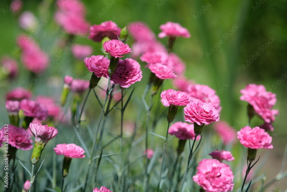 Small pink carnations. Blurred background with flowers Small pink carnations. Blurred background with flowers