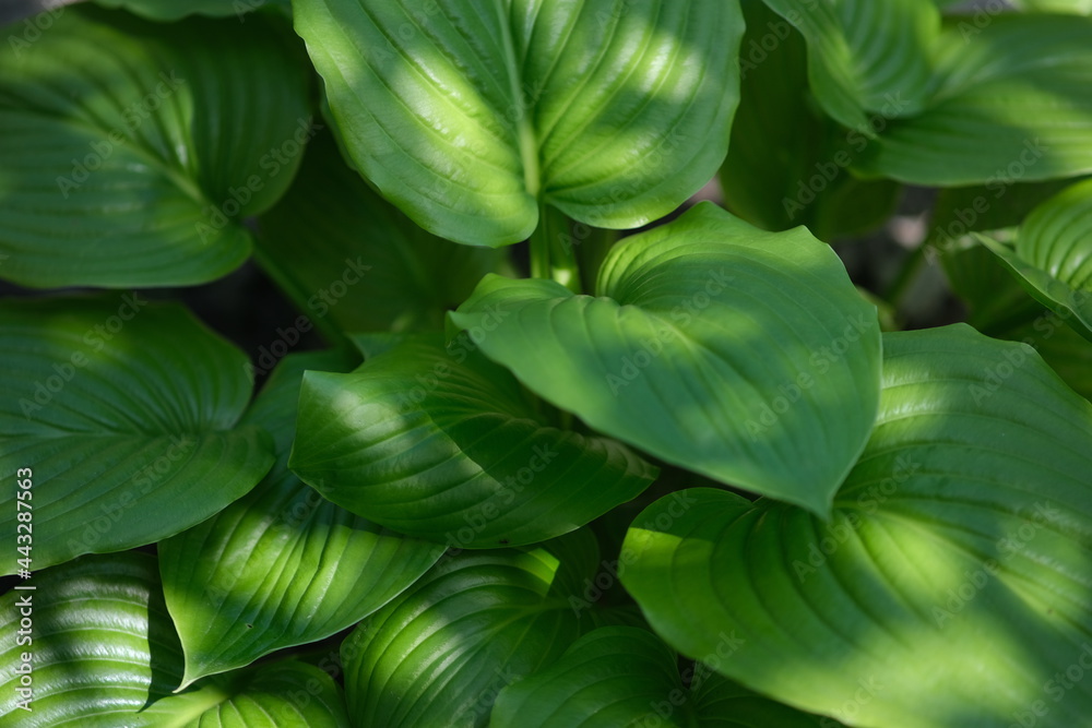Fototapeta premium Background from large leaves. Ornamental plant in the garden. Green wavy leaves.