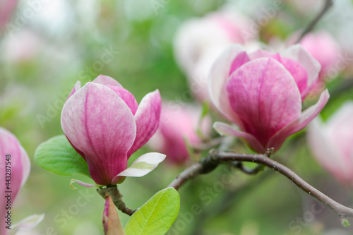Magnolia. spring magnolia flowers, natural abstract soft floral background. beautiful flowers, delicate magnolia, in the garden or park. pink flower on green natural background. close-up © Oleksandr Filatov