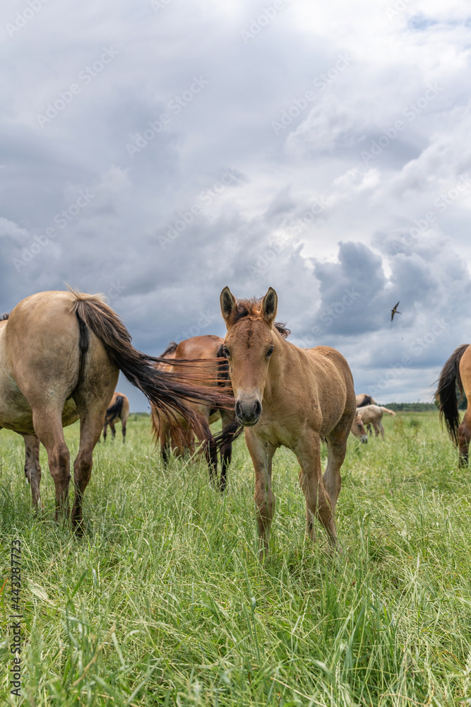 Obraz premium Horse breed 