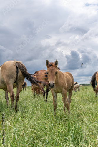 Horse breed 