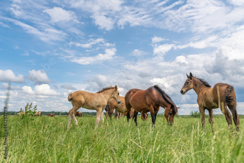 Horse breed "Belarusian draft," grazing in the pasture in the summer.