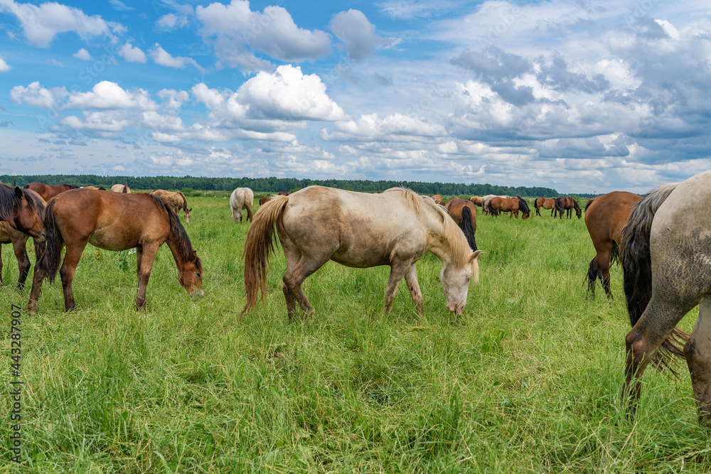 Horse breed 