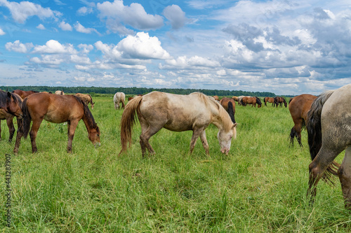 Horse breed "Belarusian draft," grazing in the pasture in the summer.