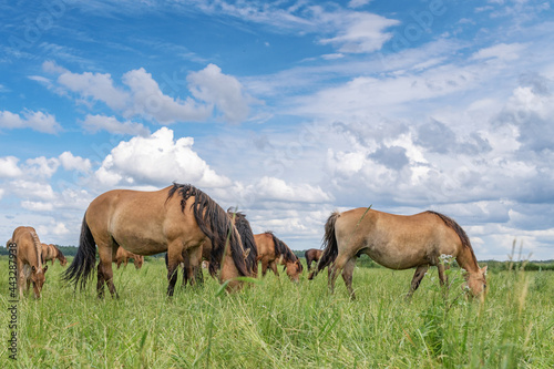 Horse breed "Belarusian draft," grazing in the pasture in the summer.