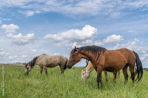Horse breed  Belarusian draft   grazing in the pasture in the summer.