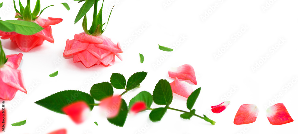 Five red roses on a white background. floral background Five red roses on a white background. floral background
