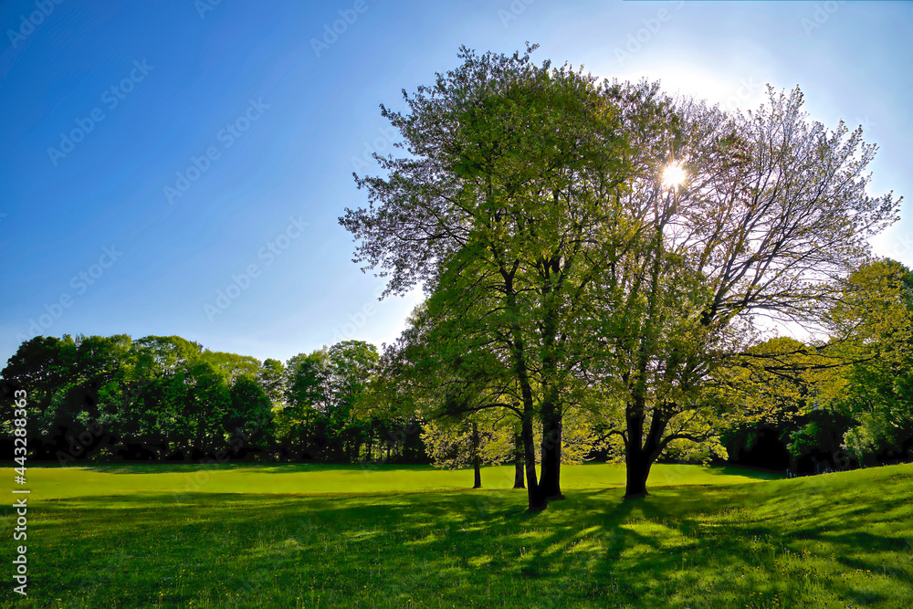 Morning sunlight rays coming through the new growth green leaves, sparkles, sunbeams, springtime, trees, Toronto, Ontario, Canada Morning sunlight rays coming through the new growth green leaves, sparkles, sunbeams, springtime, trees, Toronto, Ontario, Canada
