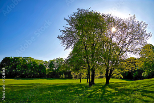 Morning sunlight rays coming through the new growth green leaves  sparkles  sunbeams  springtime  trees  Toronto  Ontario  Canada