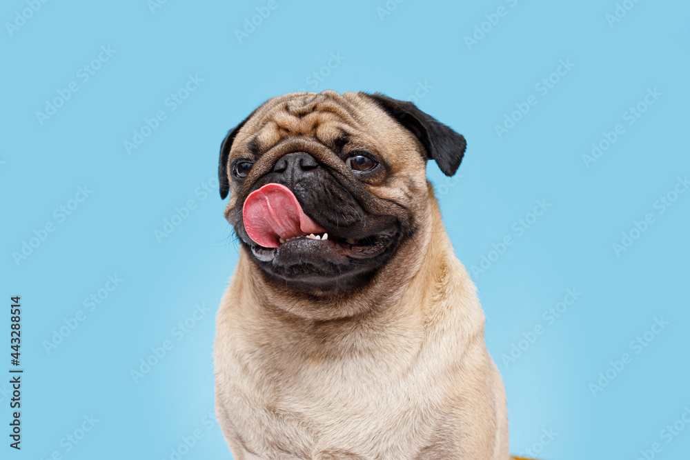 Portrait of adorable, happy dog of the pug breed. Cute smiling dog licking lips on blue background. Free space for text.	