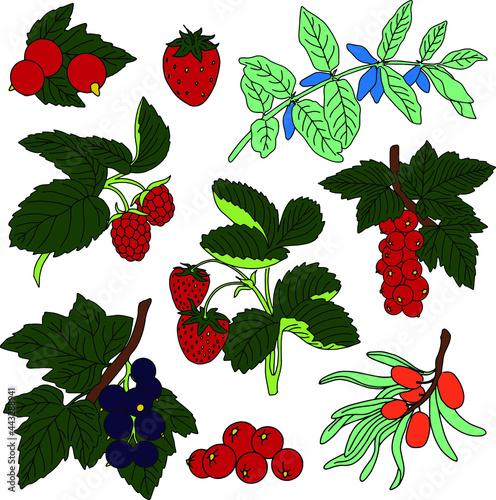 Berries drawn on a white background. Color illustration on a gray background. Vector	