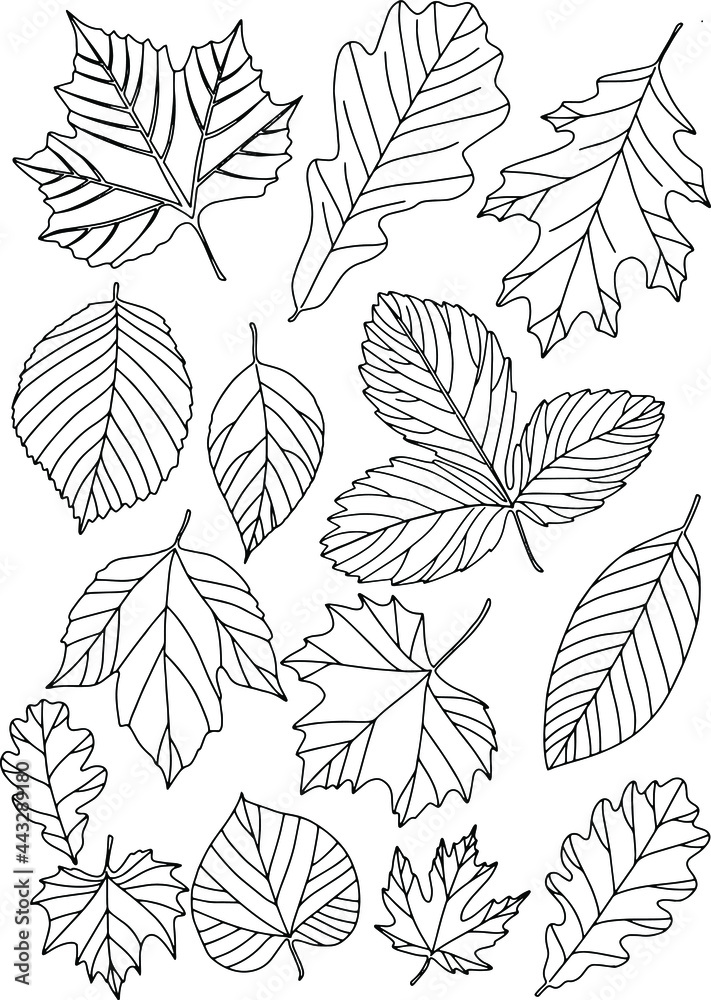 Autumn leaves painted in black on a white background. Vector