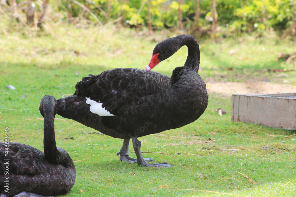 Obraz premium black swan in the park
