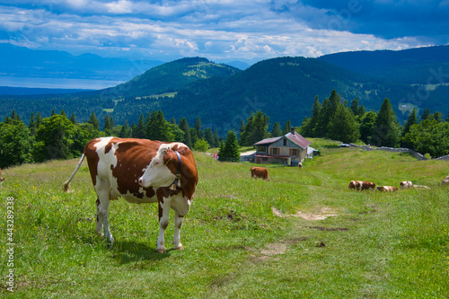 Kphe im Schweizer Jura auf dem Dent de Vaulion