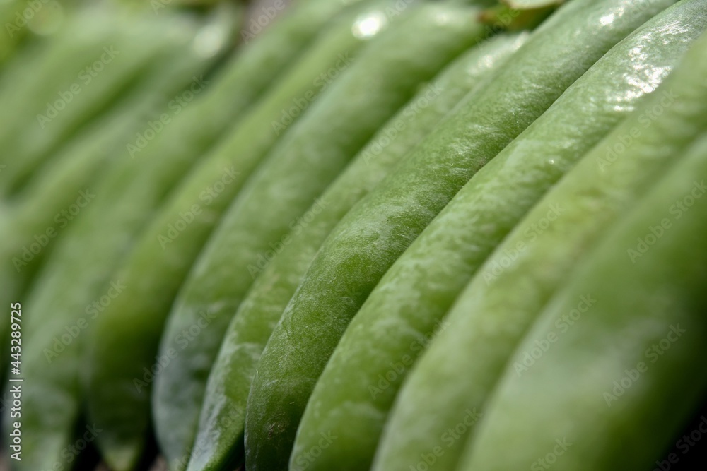 vegetable background of green pea pods with one open pea pod vegetable background of green pea pods with one open pea pod