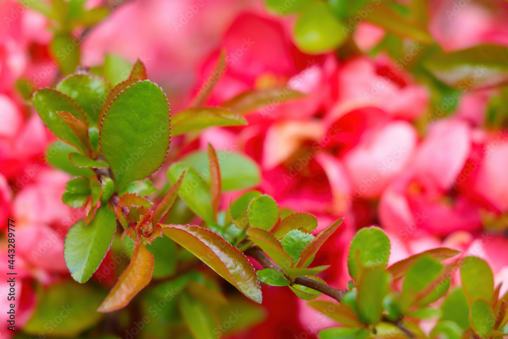 Young green leaves of rose in summer garden. Young green leaves of rose in summer garden.