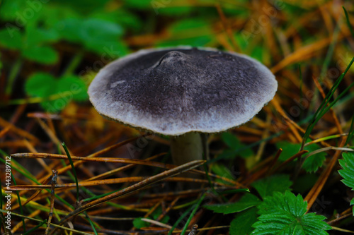 View of a growing inedible mushroom in the forest.