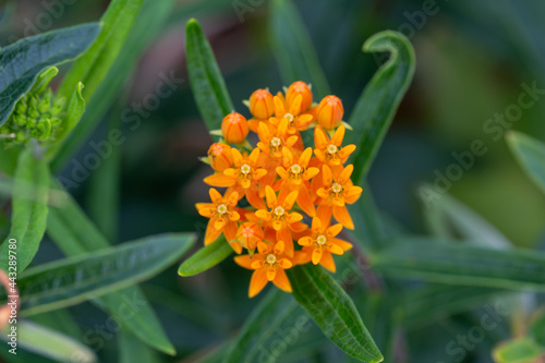Macro abstract view of a cluster of fresh orange blooming butterfly weed (asclepias tuberosa) flower blossoms with defocused foliage background photo