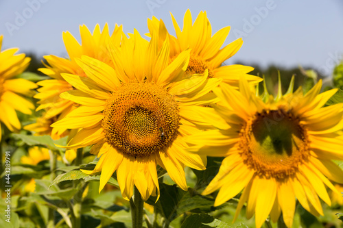 field with sunflowers