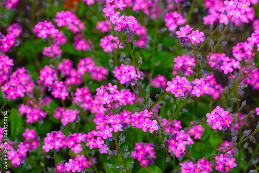 Beautiful pink perennial flowers bloom in a meadow or park. Beautiful pink perennial flowers bloom in a meadow or park.