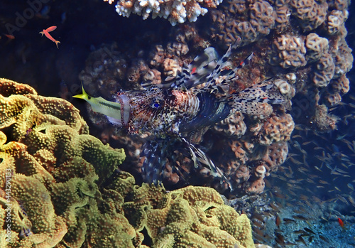 Lion fish or Turkey fish is hunting   its scientific name is Pterois miles  belongs to the family Scorpaenidae. The fish has fins as spines which are extremely venomous